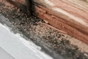 Maggot Infestation in kitchen